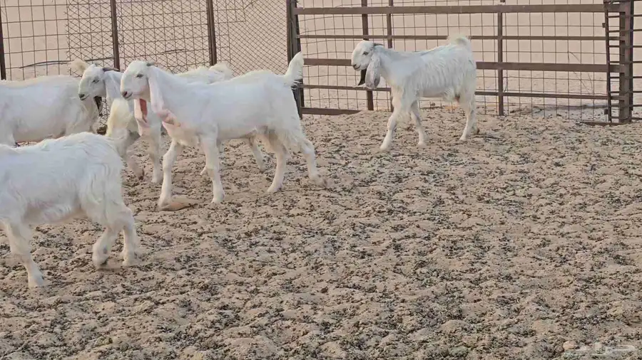 تيوس طيبه 4