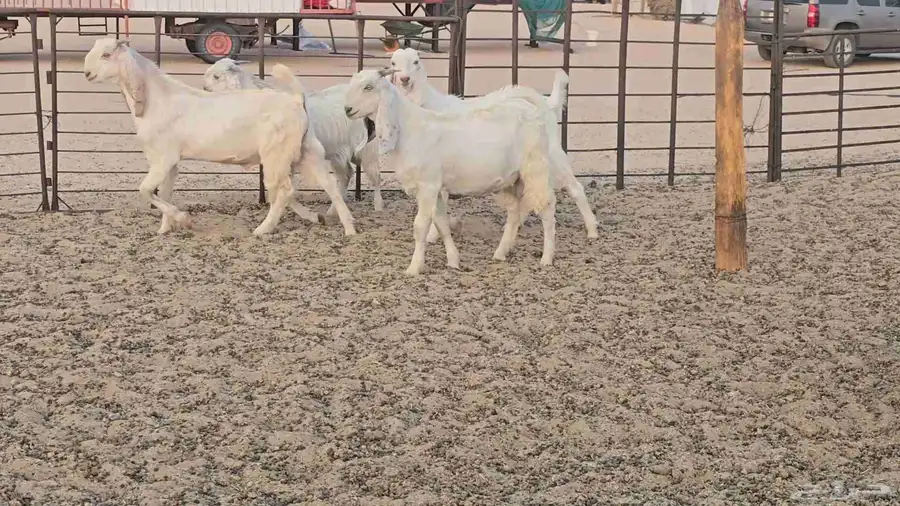 تيوس طيبه 5