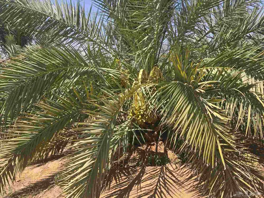 للبيع ثمرة نخل صقعي عدد120 نخله تقريبا وخضري عدد 100 نخله 0