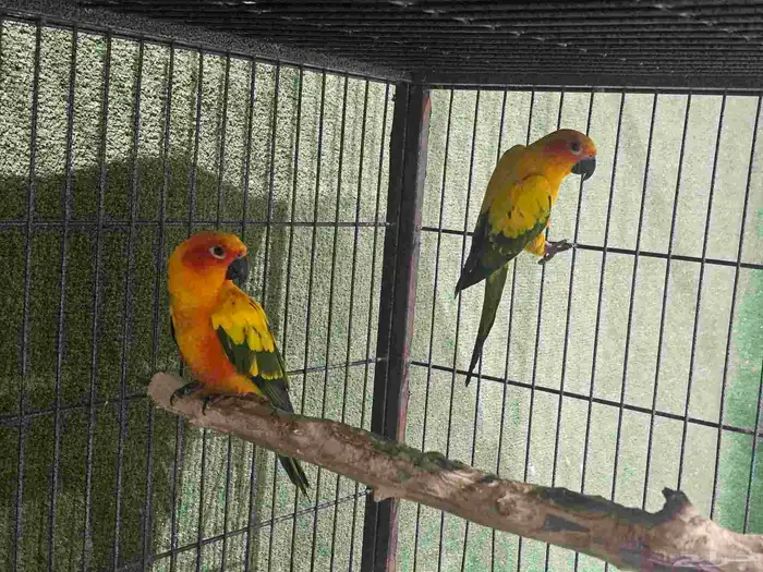 جوز صني كنيور 0