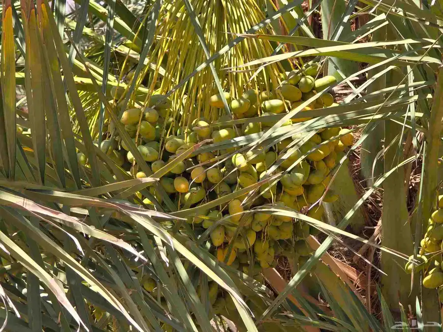 للبيع ثمرة نخل صقعي عدد120 نخله تقريبا وخضري عدد 100 نخله 1
