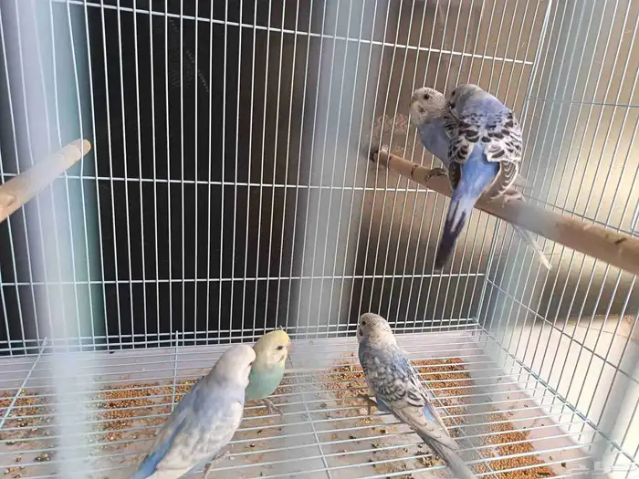 طبات ( فروخ) بادجي هولندي رينبو وسبلت رينبو تمم البيع 2