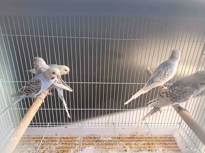 طبات ( فروخ) بادجي هولندي رينبو وسبلت رينبو تمم البيع 4