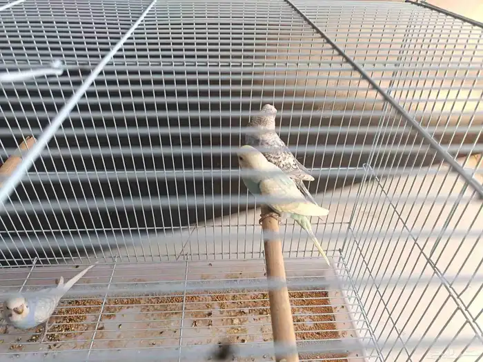 طبات ( فروخ) بادجي هولندي رينبو وسبلت رينبو تمم البيع 1