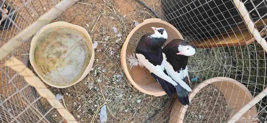 حمام نفاج جوز index