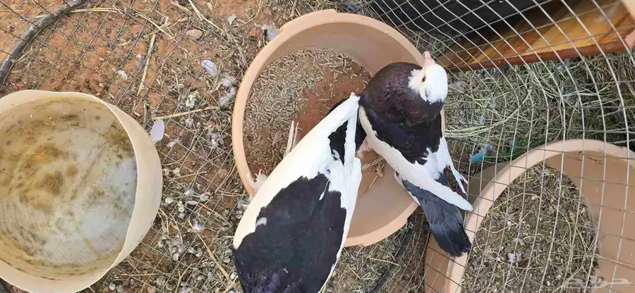 حمام نفاج جوز index