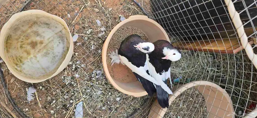 حمام نفاج جوز index
