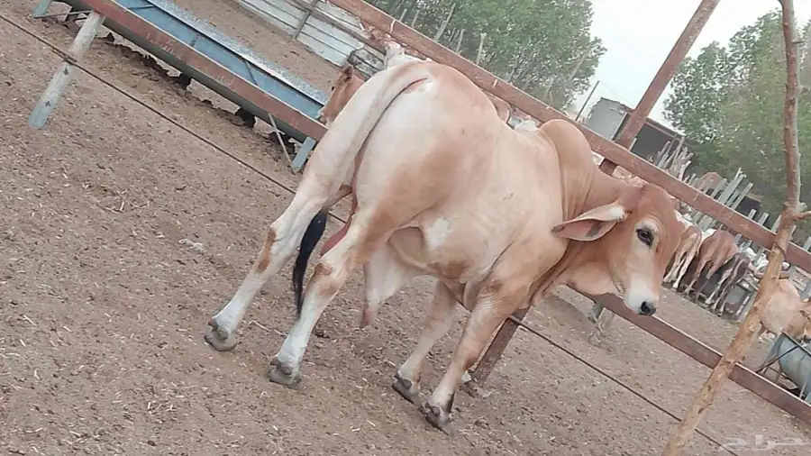 ماشاء الله تبارك الله معنا بقر مرباء رقم واحد بضاعة طيبه 9