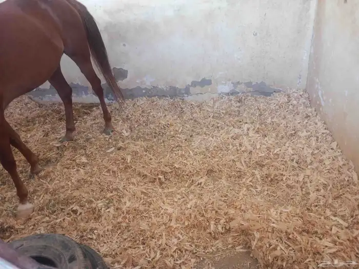 اسطبل للايجار خاص جدة ذهبان قريب البحر 12غرفة وبادوق كبير 2