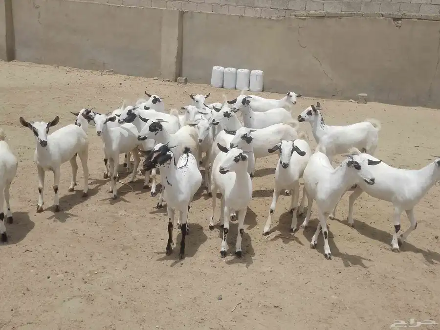 للبيع جفار بيشيات كحل صنف فاخر 11