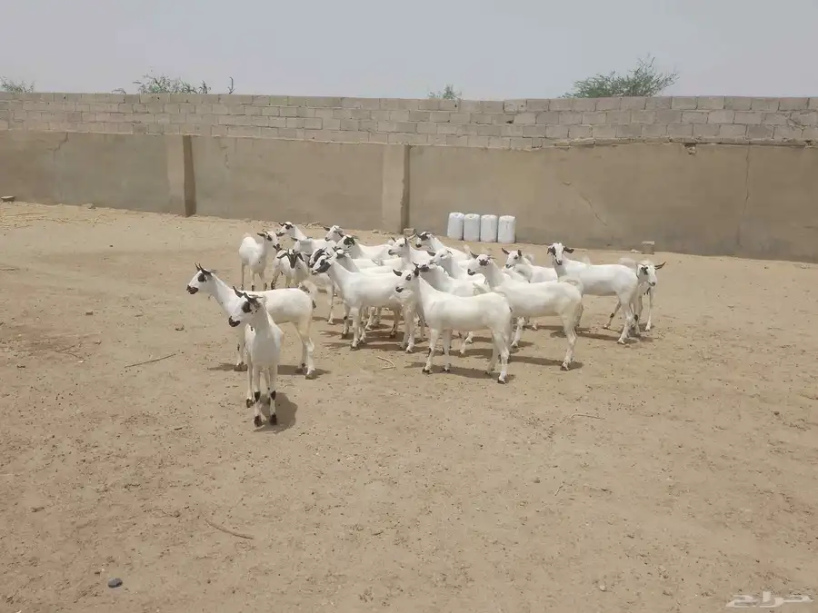 للبيع جفار بيشيات كحل صنف فاخر 12