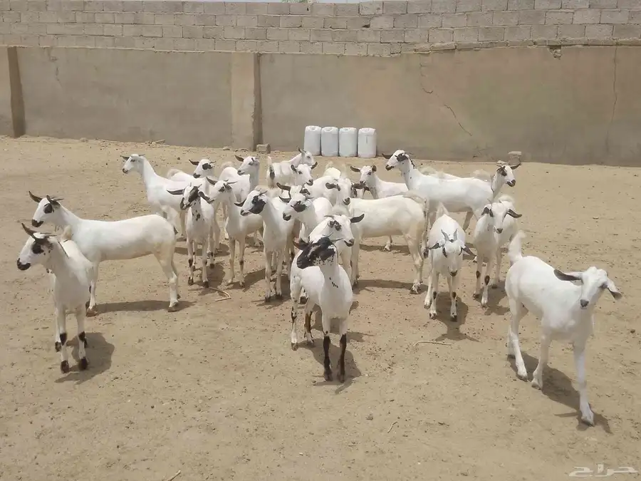 للبيع جفار بيشيات كحل صنف فاخر 9