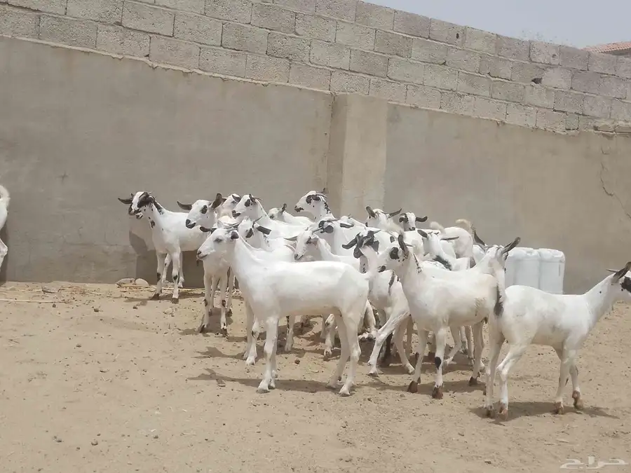 للبيع جفار بيشيات كحل صنف فاخر index