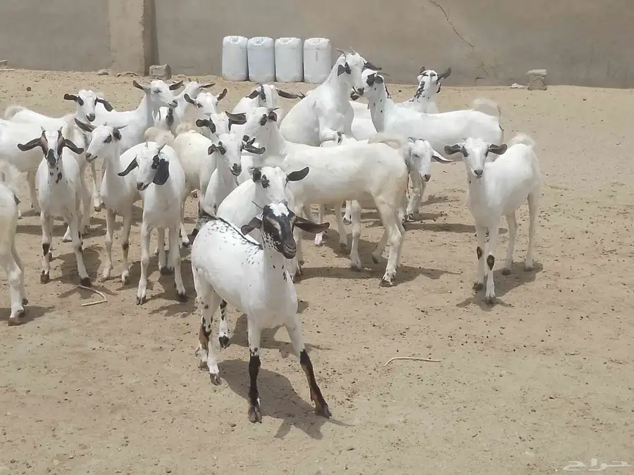 للبيع جفار بيشيات كحل صنف فاخر 14