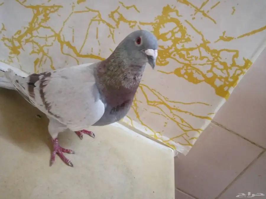 زاجل سباق جوز الذكرجانسن بحجل الانثى جان اردن كايبر بدون حجل 2