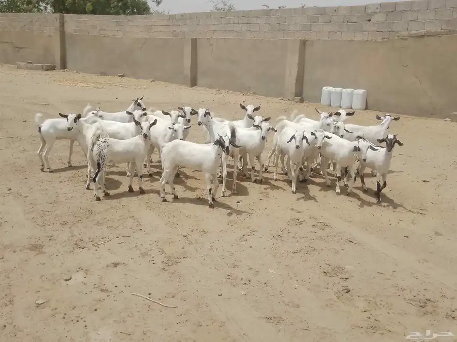 للبيع جفار بيشيات كحل صنف فاخر 19