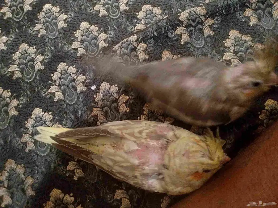 فروخ كروان 1