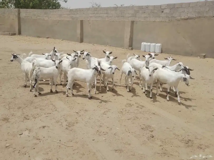 للبيع جفار بيشيات كحل صنف فاخر 17