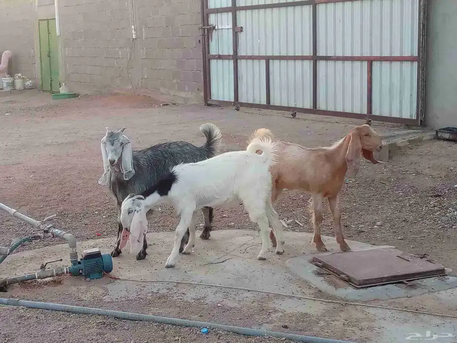 جفار مشاريك العدد 3 3
