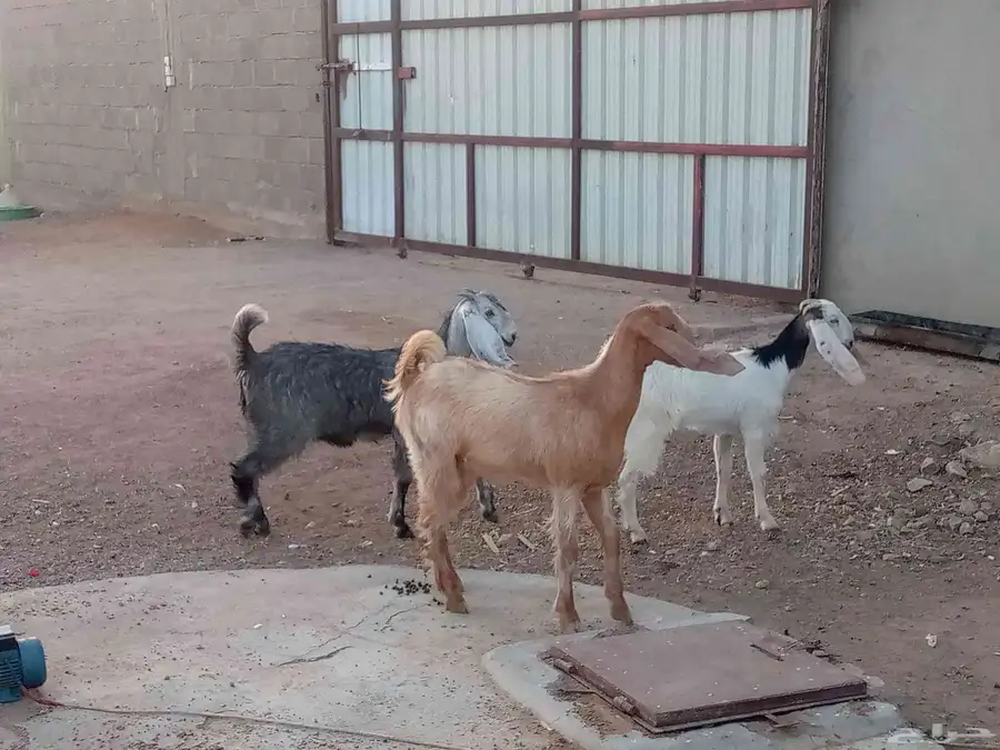 جفار مشاريك العدد 3 4