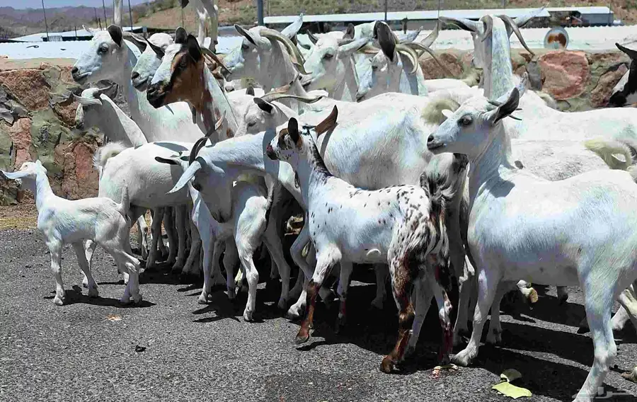 معزا بيشيات مراح منايح خلفات العدد 20 تحتها 18 للقناي 18