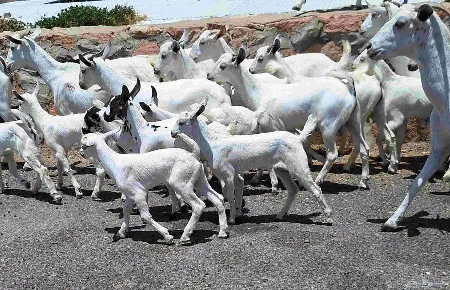 معزا بيشيات مراح منايح خلفات العدد 20 تحتها 18 للقناي index