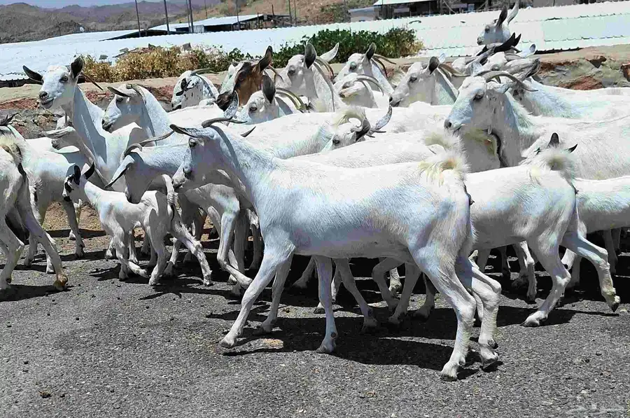 معزا بيشيات مراح منايح خلفات العدد 20 تحتها 18 للقناي 24