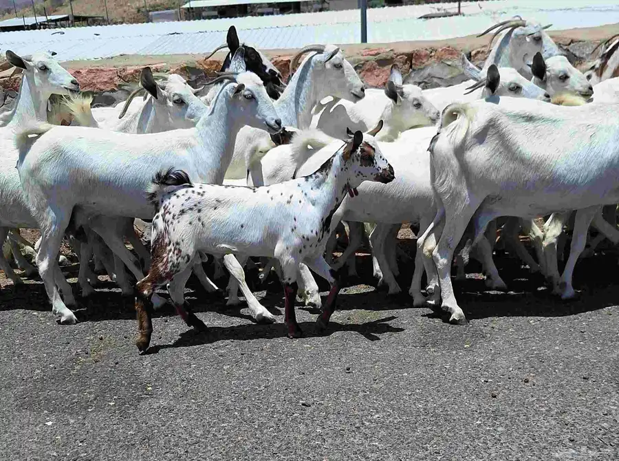 معزا بيشيات مراح منايح خلفات العدد 20 تحتها 18 للقناي 26