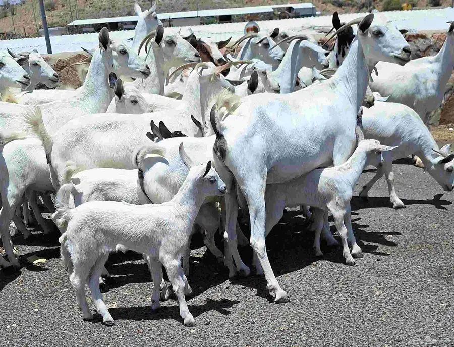 معزا بيشيات مراح منايح خلفات العدد 20 تحتها 18 للقناي 20