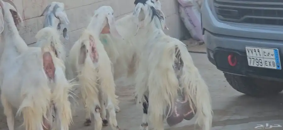 5 معزا حليب ودفيع مشاريك على عوارض مطورات برص الا وحدة مصرية 9
