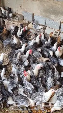 دجاج فيومي شبابي بشاير سلالة بيض طيبه 1