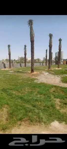 جميع انواع النخيل 9
