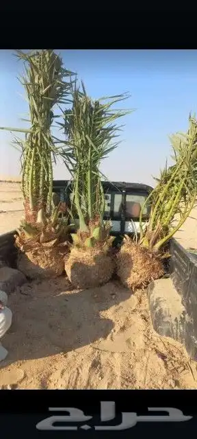 جميع انواع النخيل 6