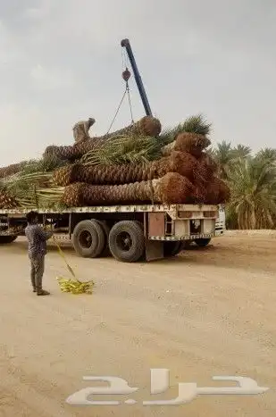 السلام عليكم ورحمة الله وبركاته يوجدلدينانخل عربي ووشنطني جم 8