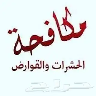 شركة رش مبيدات مكافحة حشرات نمل صراصير بالدمام الخبر القطيف 0