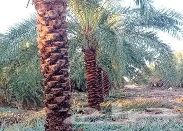 مزارع 0