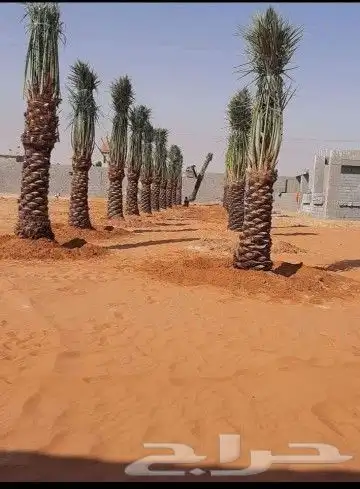 السلام عليكم ورحمة الله وبركاته يوجدلدينانخل عربي ووشنطني جم 3