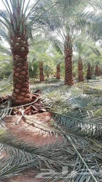 السلام عليكم ورحمة الله وبركاته يوجدلدينانخل عربي ووشنطني جم 4