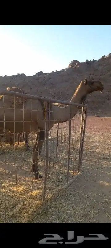 ضروبة صفراء للبيع 0