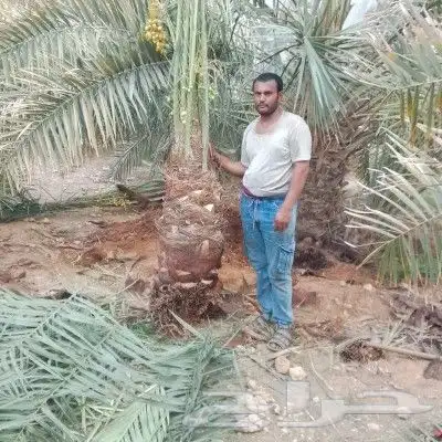 جميع انواع النخيل 3
