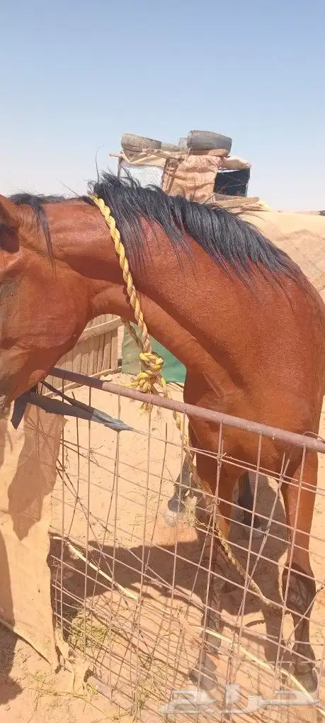 خيل حصان شعبي 5