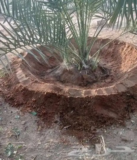 مزارع 2