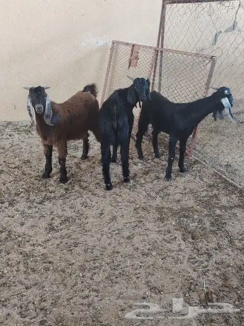طليان وتيوس ذبايح بريه طيبه 0
