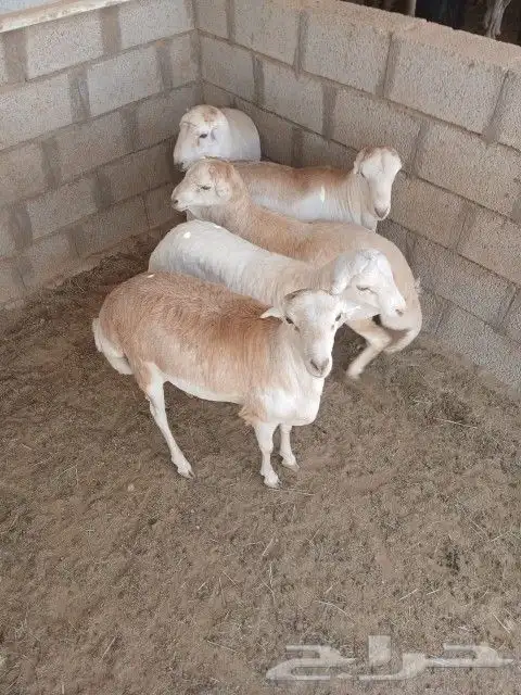 خرفان - جذعان - رفيدي مقفله شحم 3