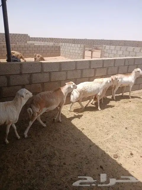 خرفان - جذعان - رفيدي مقفله شحم 0