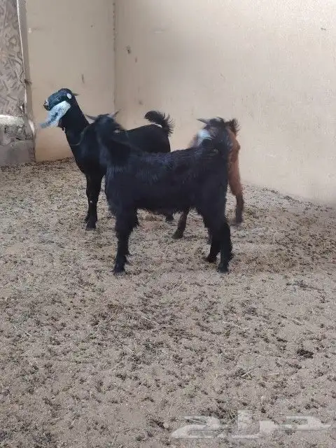 طليان وتيوس ذبايح بريه طيبه 4