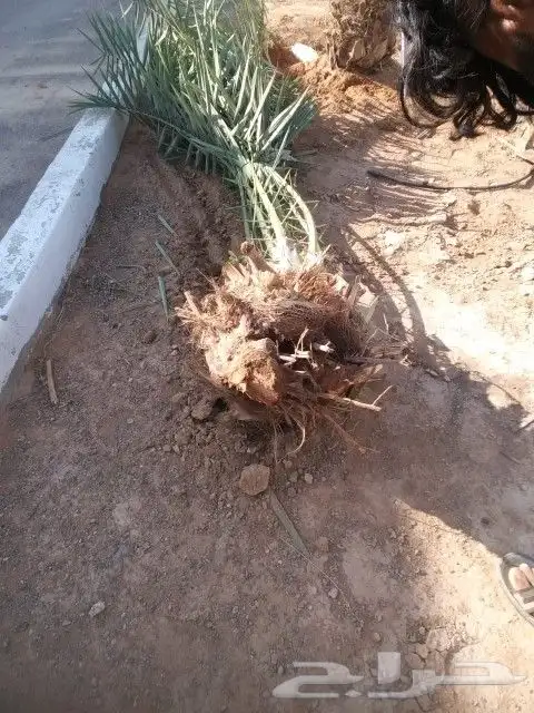 جميع انواع النخيل 8