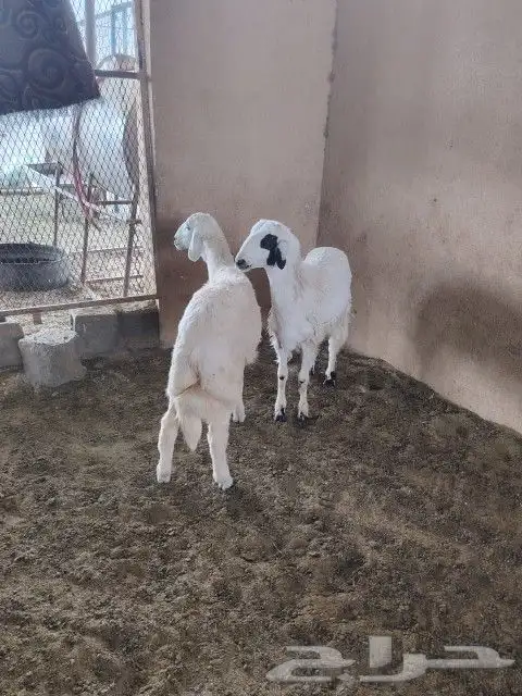 طليان وتيوس ذبايح بريه طيبه 1