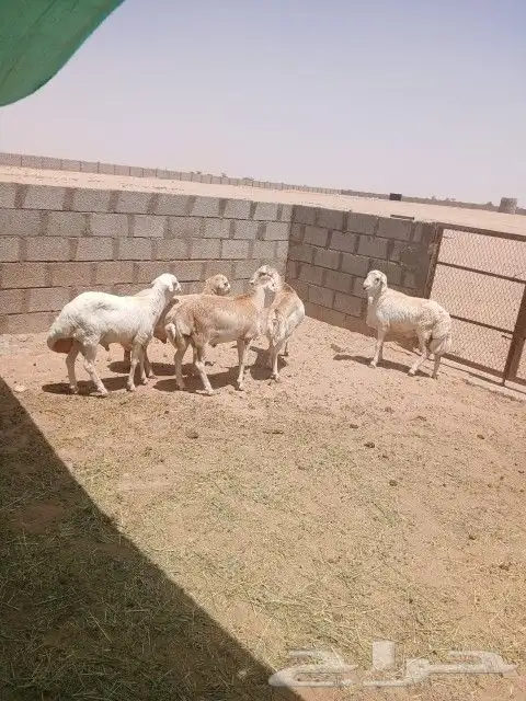 خرفان - جذعان - رفيدي مقفله شحم 2
