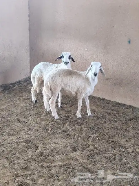 طليان وتيوس ذبايح بريه طيبه 2